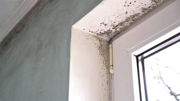 Best Local Mold Removal Service  in Youngsville, PA