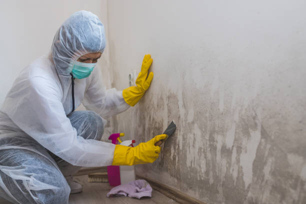 Best Commercial Mold Removal  in Youngsville, PA