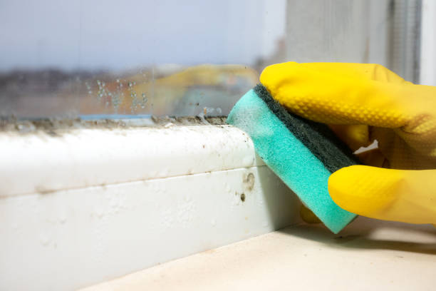 Best Professional Mold Removal  in Youngsville, PA