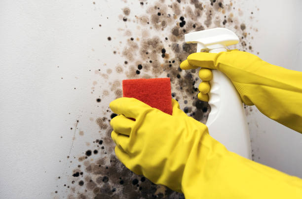 Best Mold Cleaning Services  in Youngsville, PA