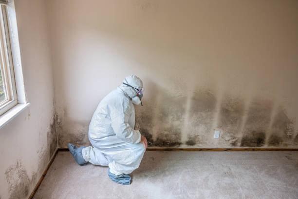 Best Mold Testing  in Youngsville, PA