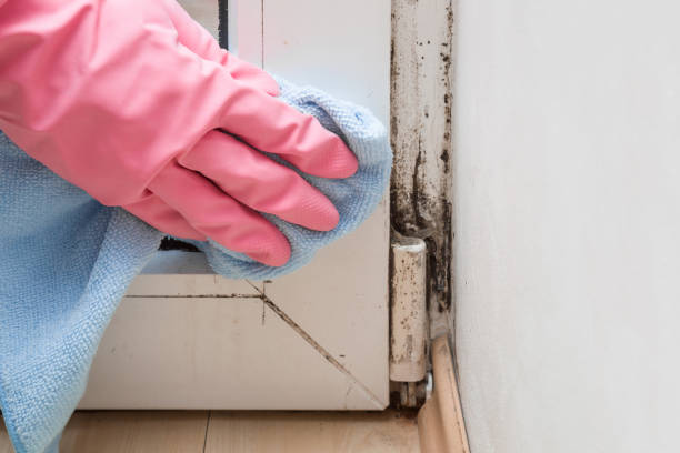Best Certified Mold Removal  in Youngsville, PA